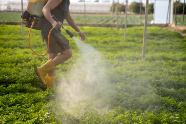 Best Affordable Pest Control Services  in Cole Camp, MO