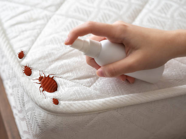 Best Cockroach Control Services  in Cole Camp, MO