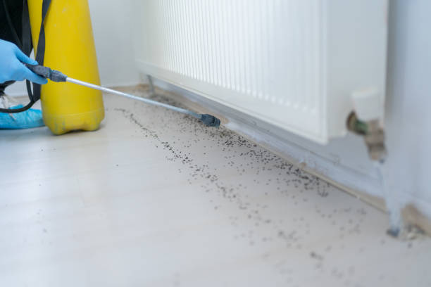 Best Flea Control Services  in Cole Camp, MO
